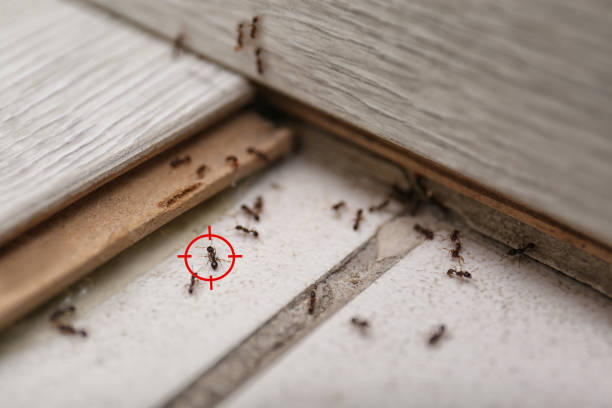 Best Termite Control Services  in Stratford, OK